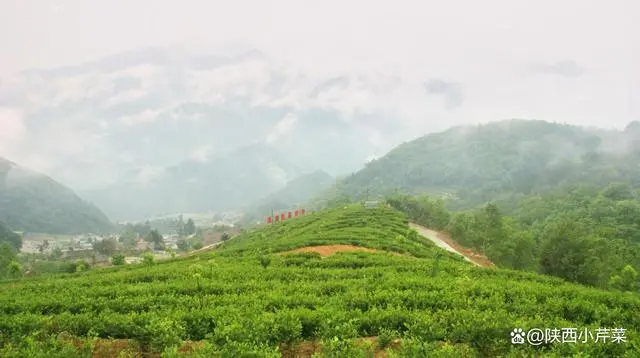 南宫山富硒茶