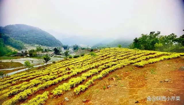 南宫山富硒茶