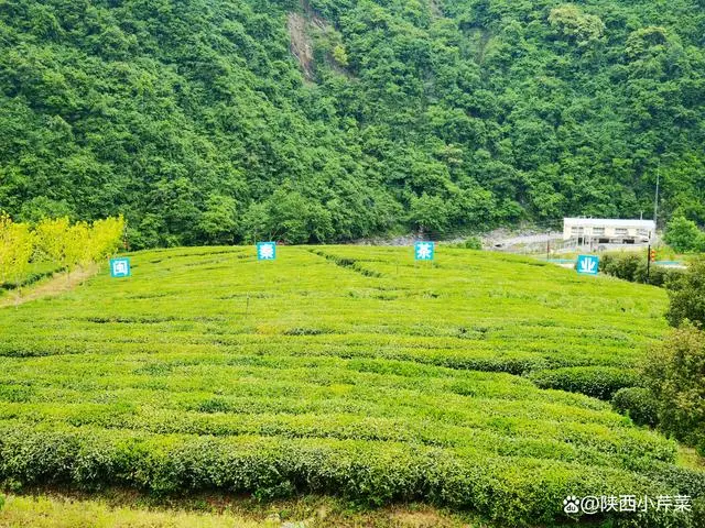 南宫山富硒茶