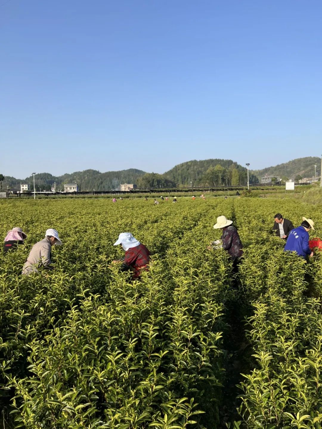 恩施富硒茶那个品牌好