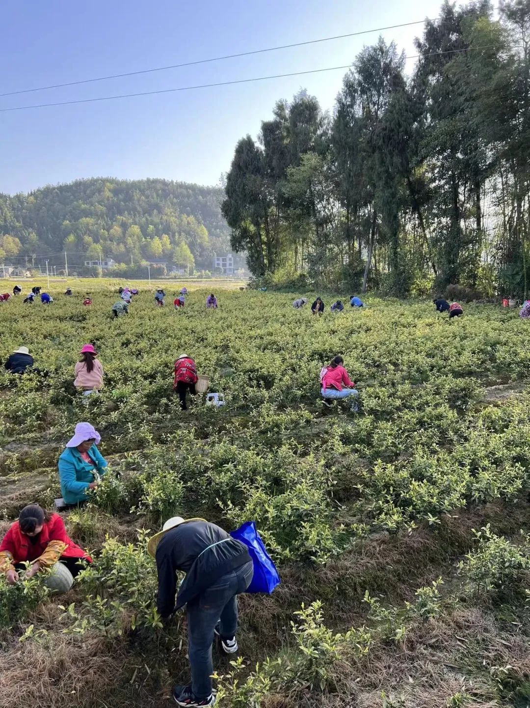 恩施富硒茶那个品牌好