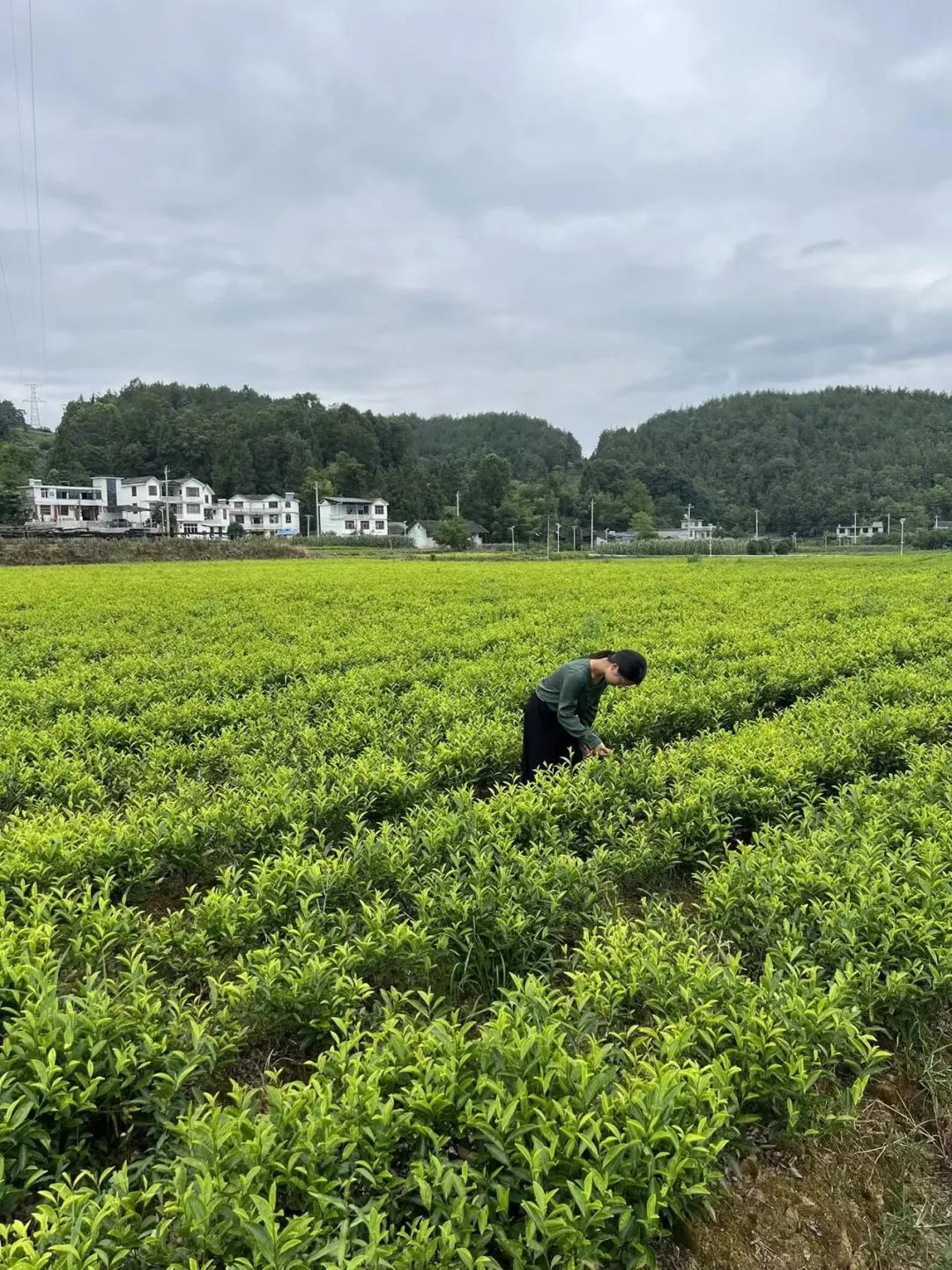 恩施富硒茶那个品牌好