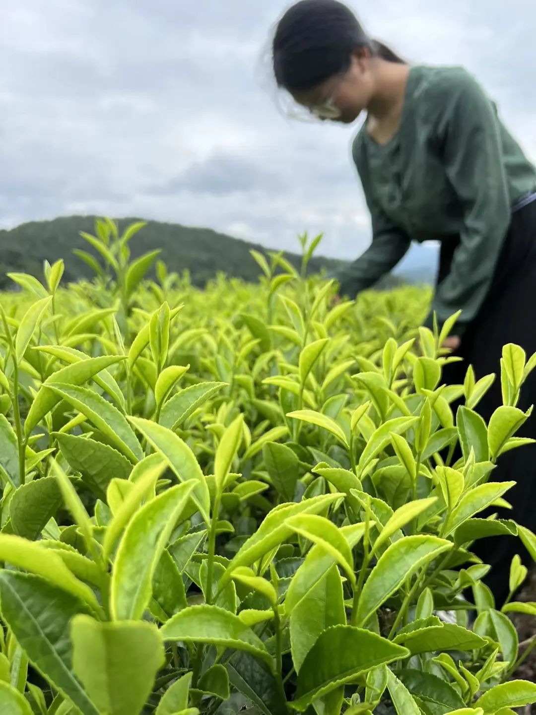 恩施富硒茶那个品牌好