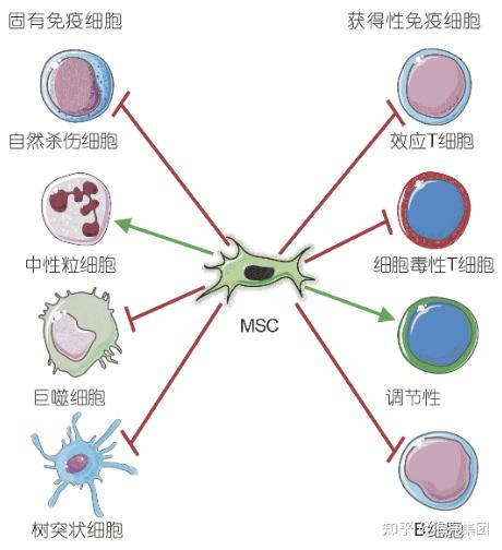 硒对人体的作用和功能