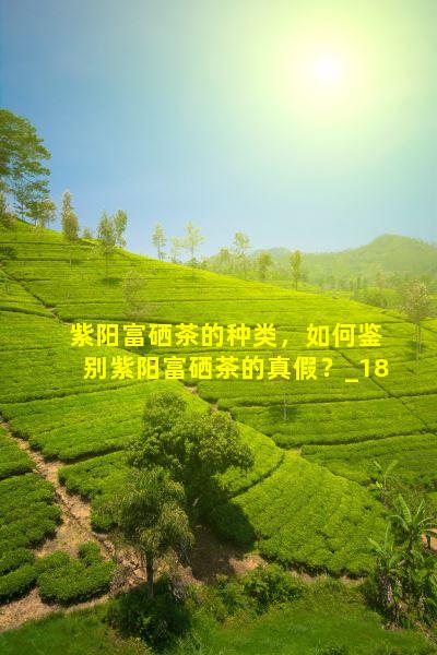 盘龙仙茗 紫阳富硒茶