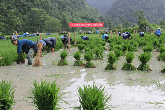 富硒大米哪个牌子的好