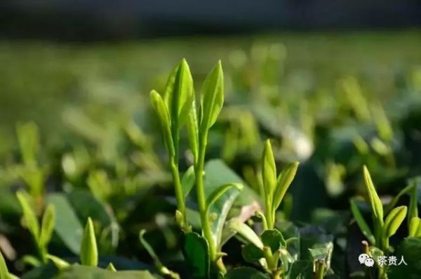 紫阳富硒茶有哪些品牌