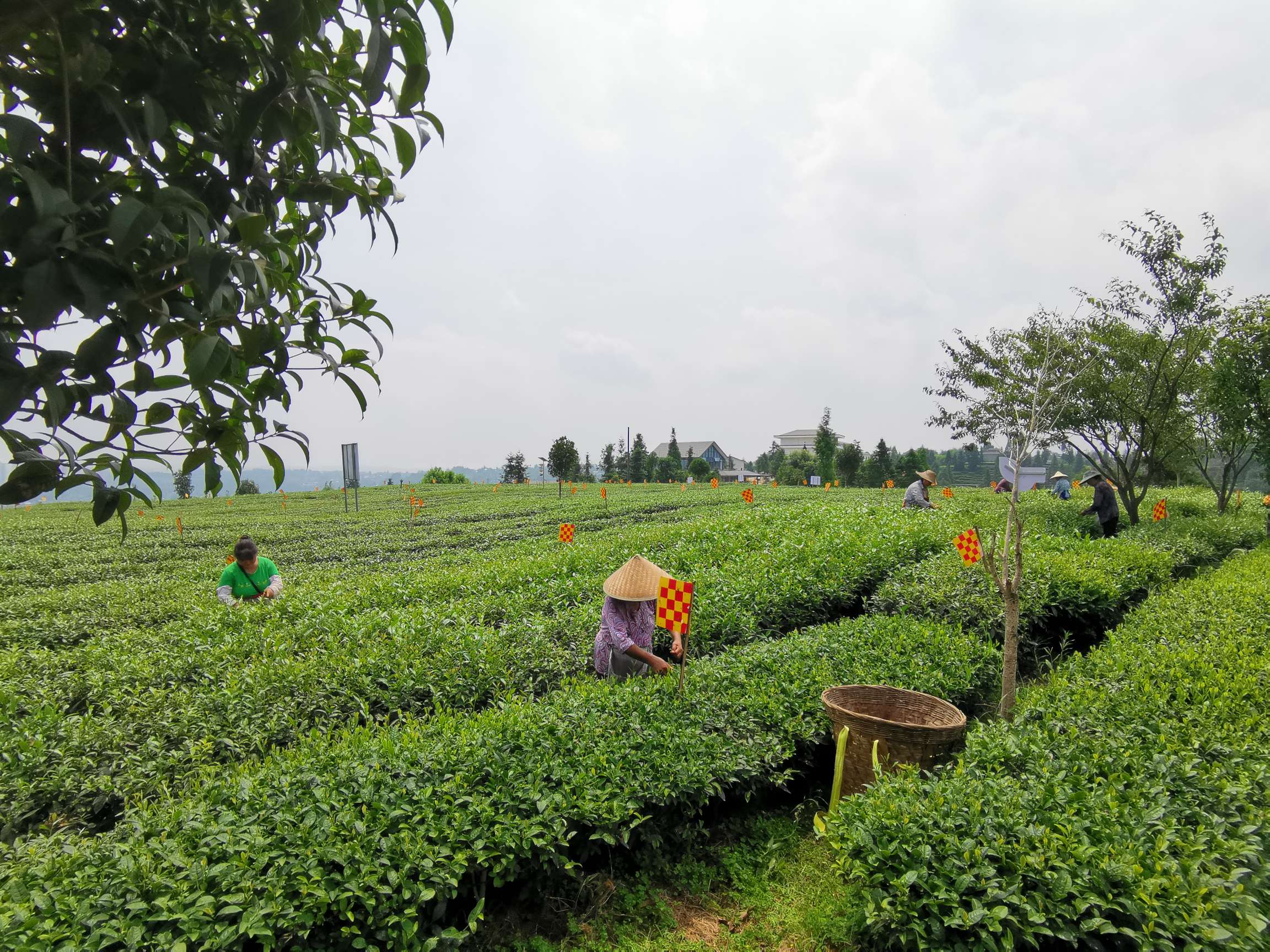 紫阳富硒茶有哪些品牌