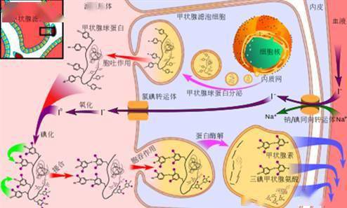 甲状腺结节可以补硒吗