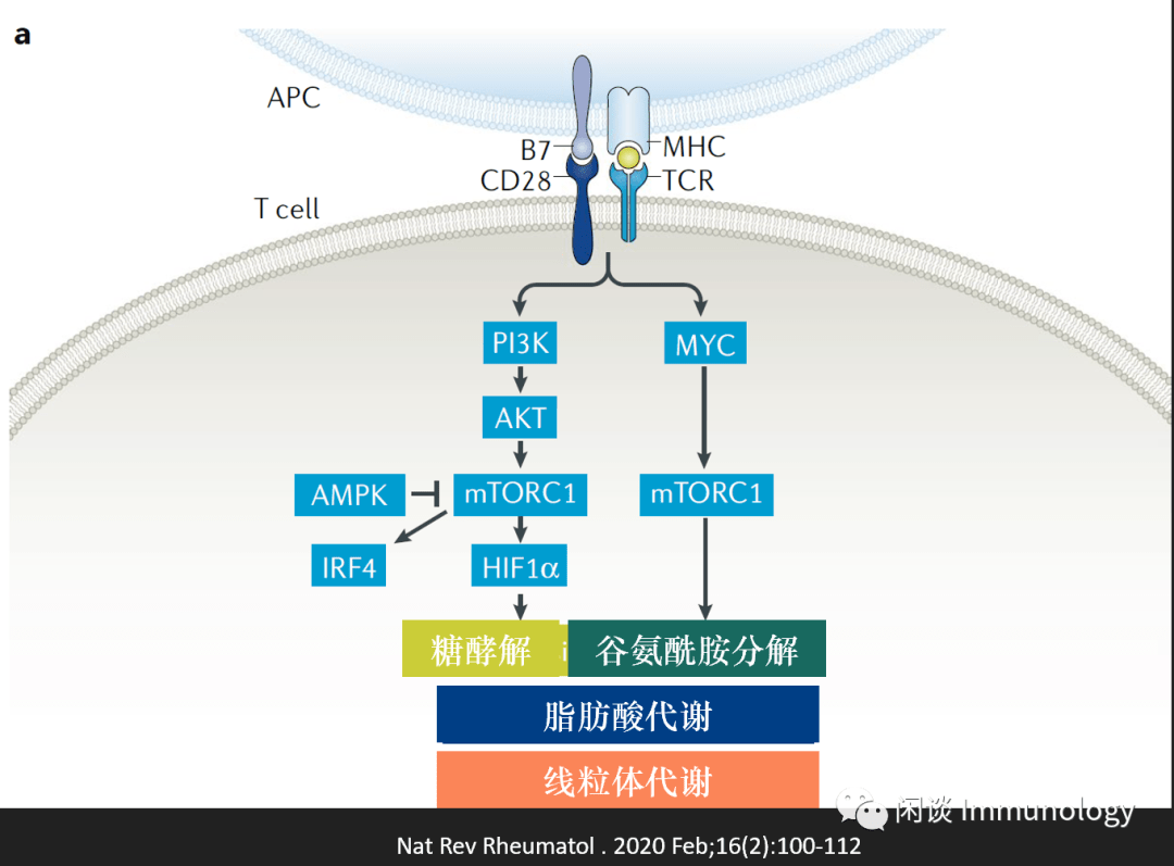 甲状腺结节可以补硒吗