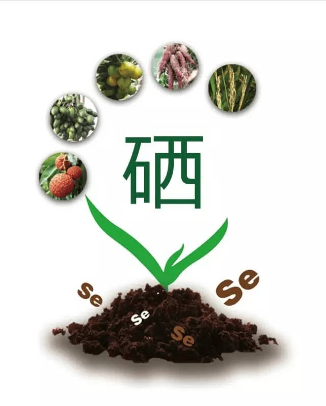 吃补硒的食物都有什么