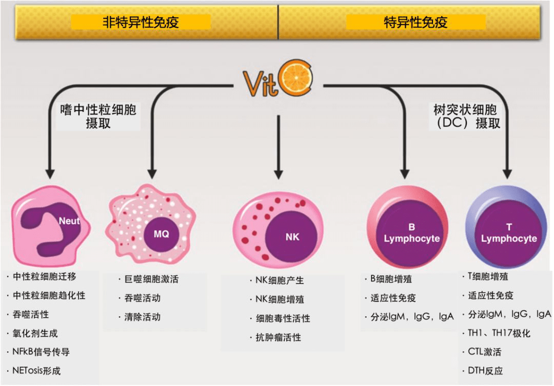 补硒对人体抗癌有益吗