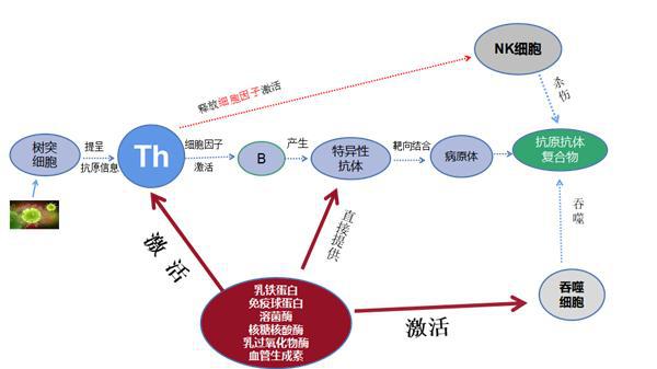 人体补硒的好处和作用