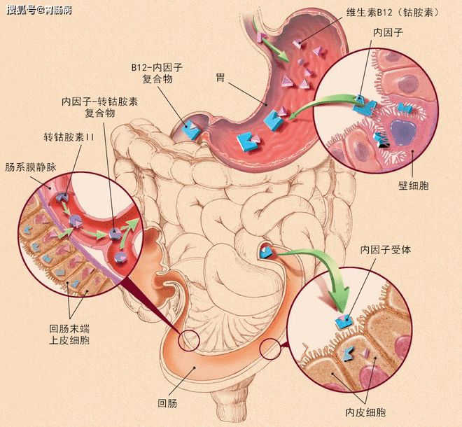 慢性胃炎可以补硒吗吗