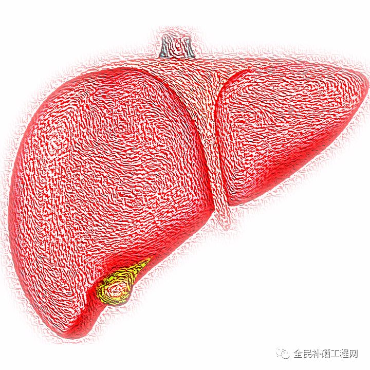 乙肝肝硬化需要补硒吗