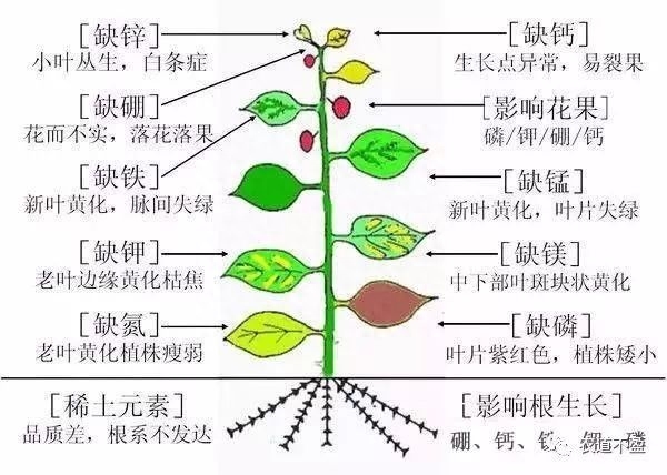 正常人可以补植物硒吗