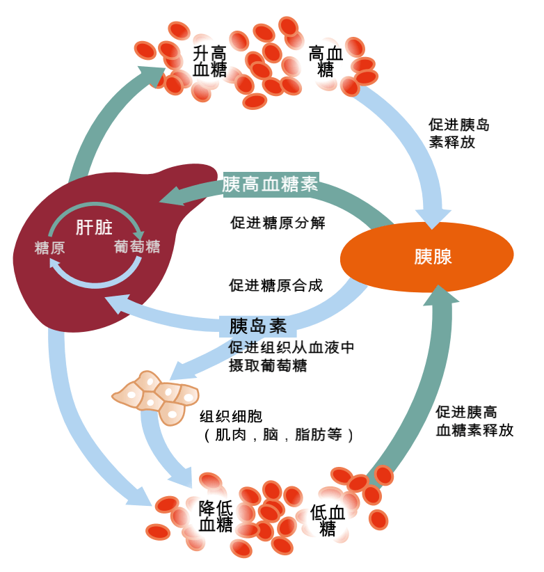 吃腰果补硒要吃多少天