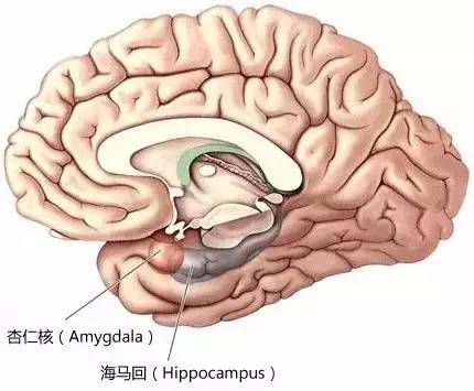 补硒元素治病毒性肺炎