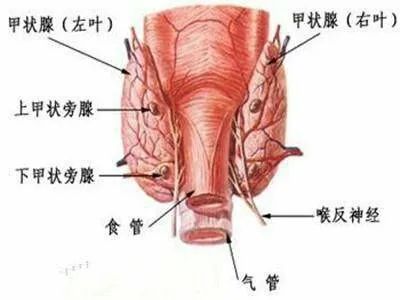 甲状腺结节补硒补多久