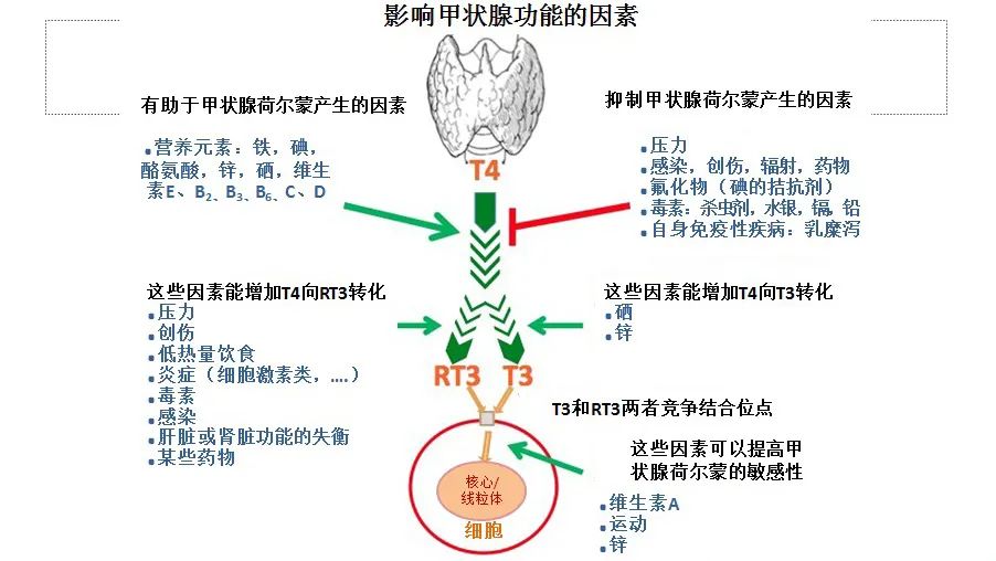 硒酵母片补硒效果如何