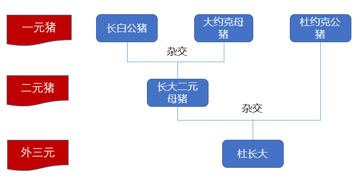 母猪补硒仔猪还用补吗