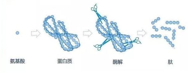 补肽和补硒哪个最重要