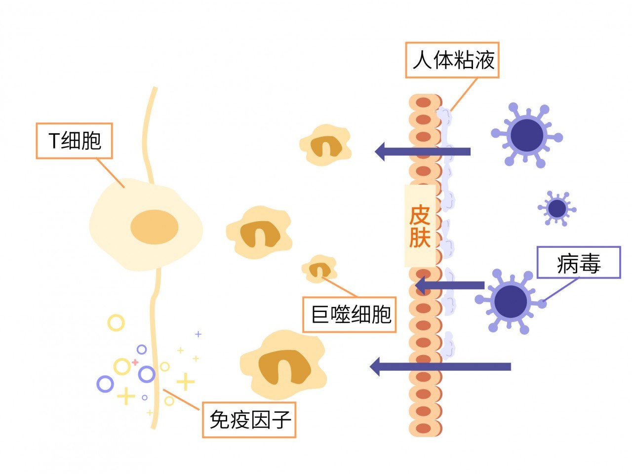 补硒可以补到血液里吗