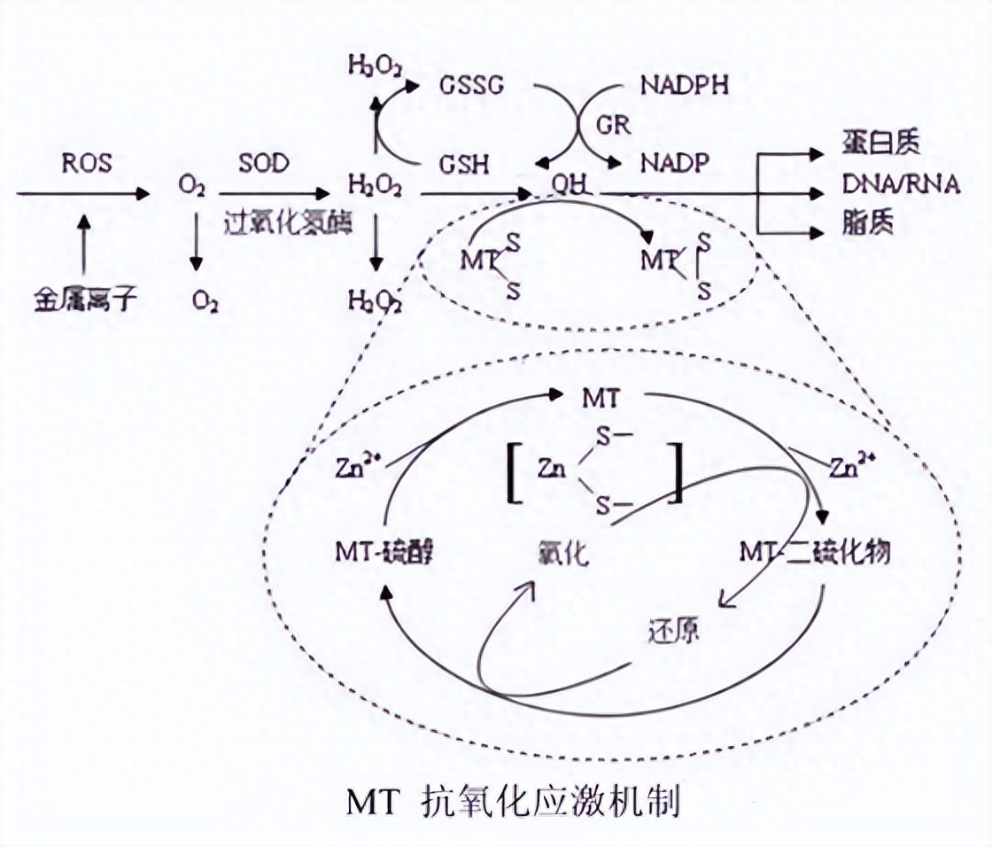 补硒和补肽有什么不同