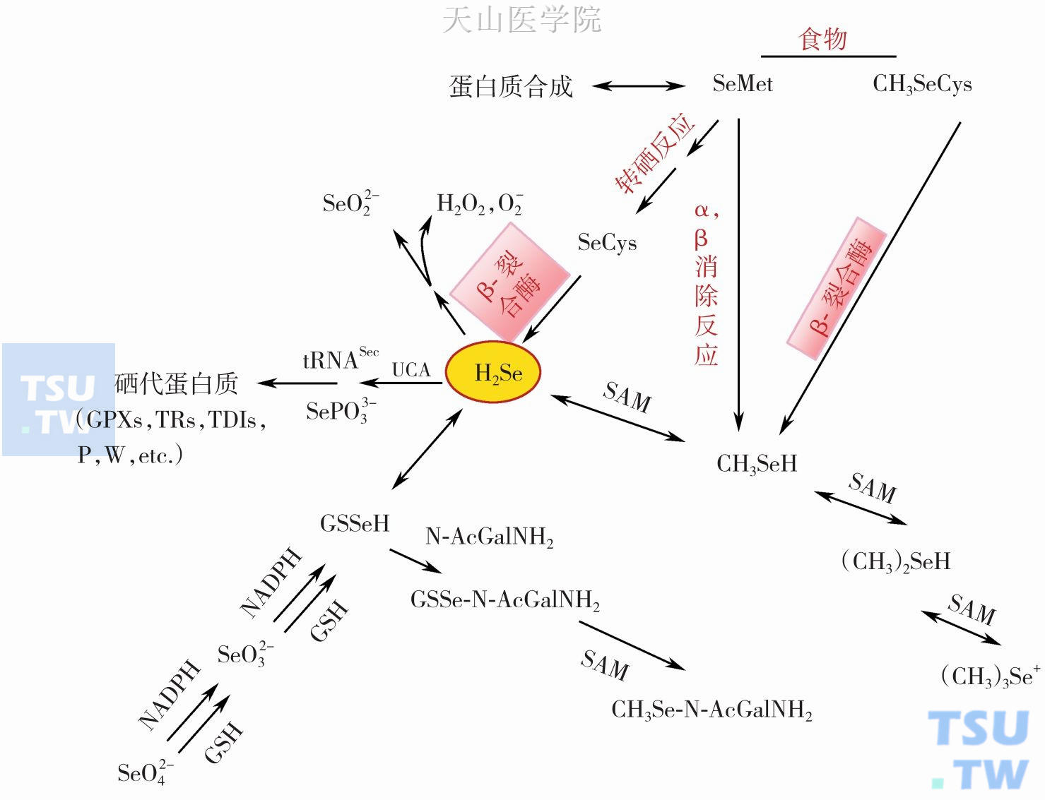 精子异常需要补多少硒