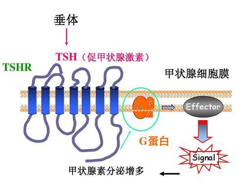 促甲状腺激素偏高补硒