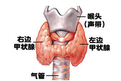 促甲状腺激素偏高补硒