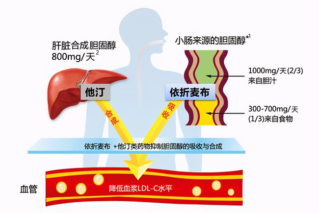 促甲状腺激素偏高补硒