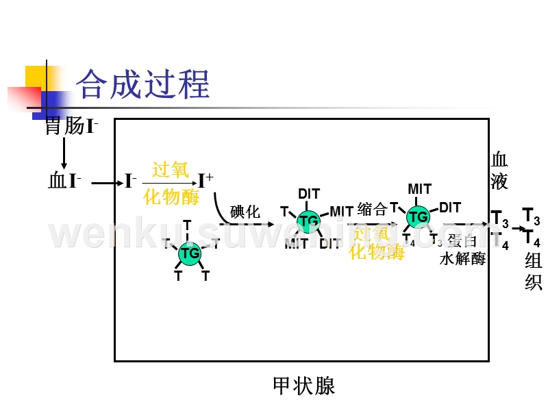 甲状腺疾病为什么补硒