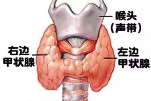 甲状腺补哪个牌子的硒