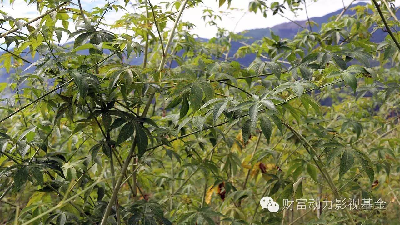 白癜风需要补硒的药物