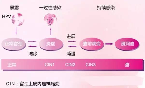 hpv感染补哪种类硒