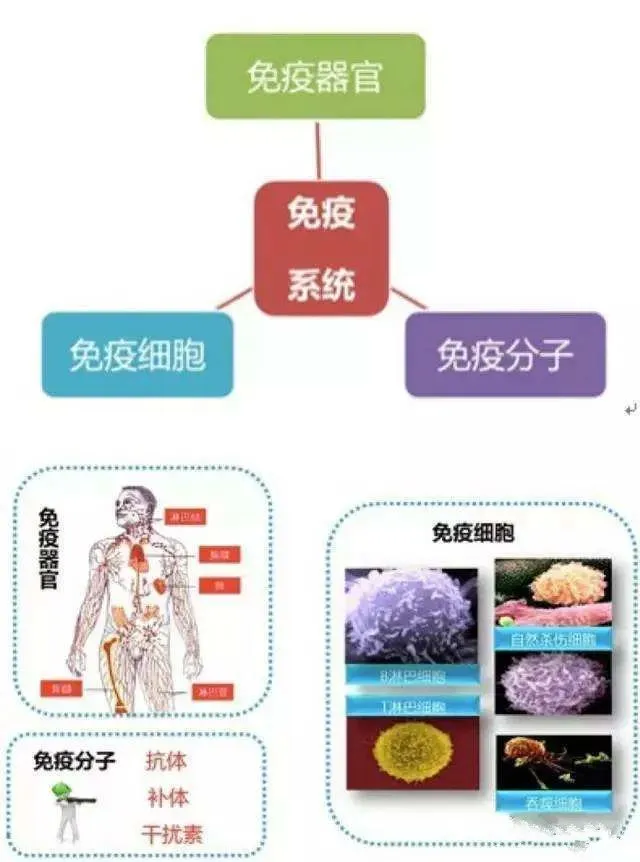 补硒是否提高免疫功能