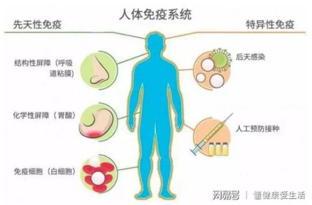 补硒是否提高免疫功能