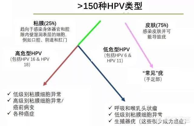 感染hpv52，该怎么办？插图5