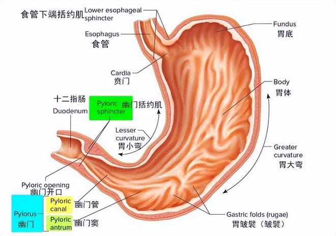 补硒元素真能抑制癌症