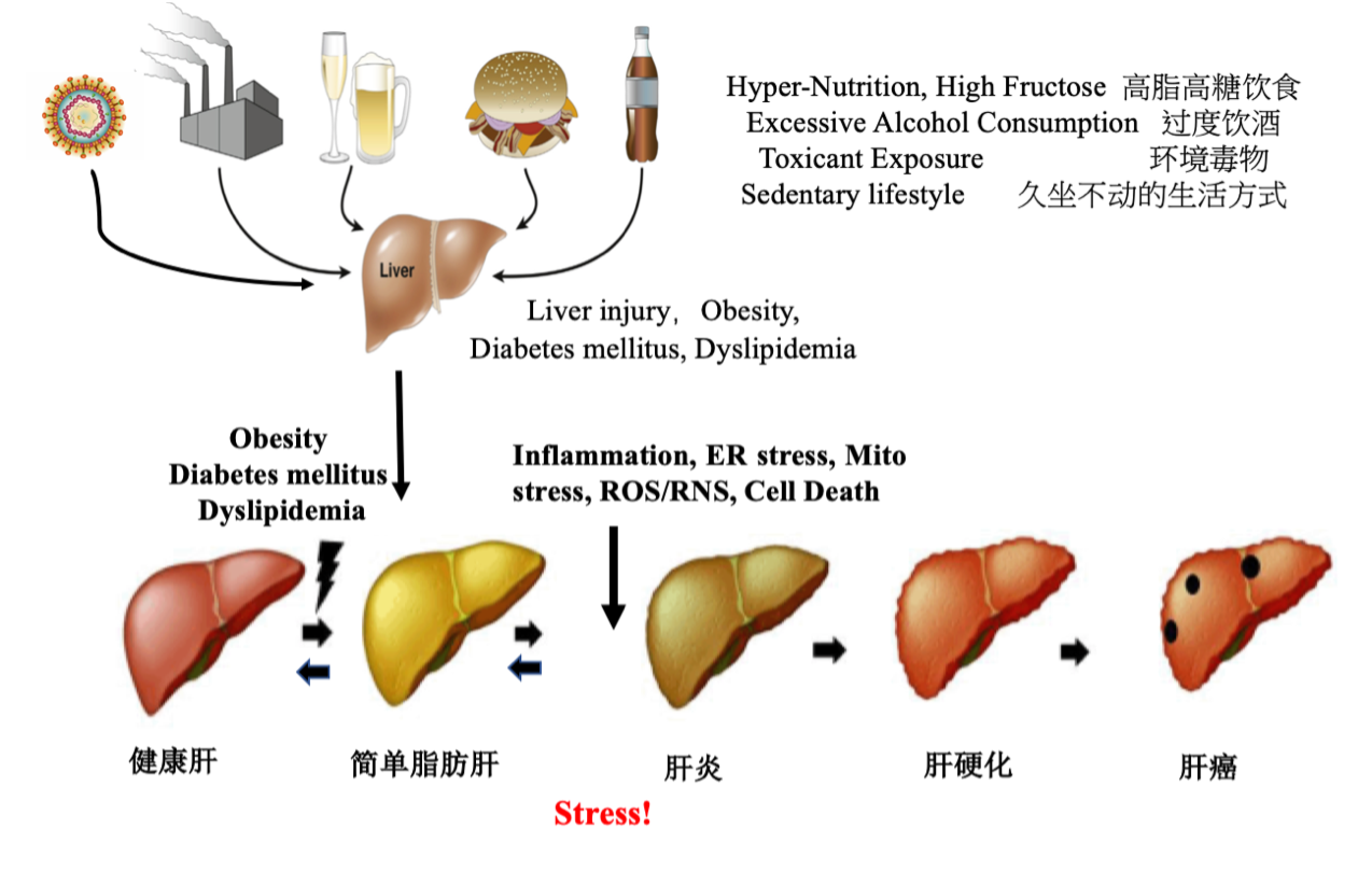 肝脏病人怎样补硒最好