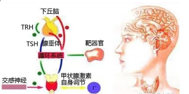 促甲状腺激素过高补硒