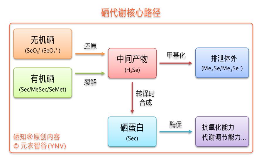 补硒可以治疗哪些疾病