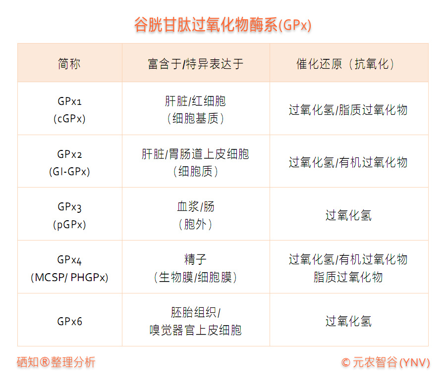 甲状腺病人需要补硒吗