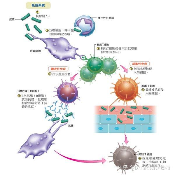 得了hpv补硒能好吗