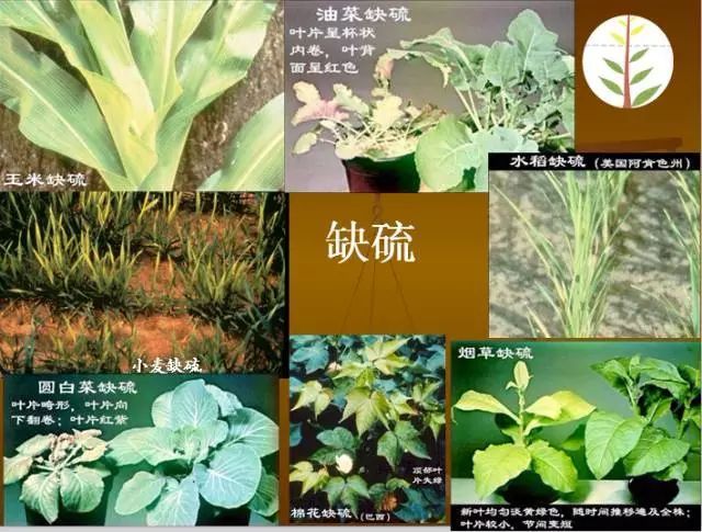 植物硒是什么 如何补