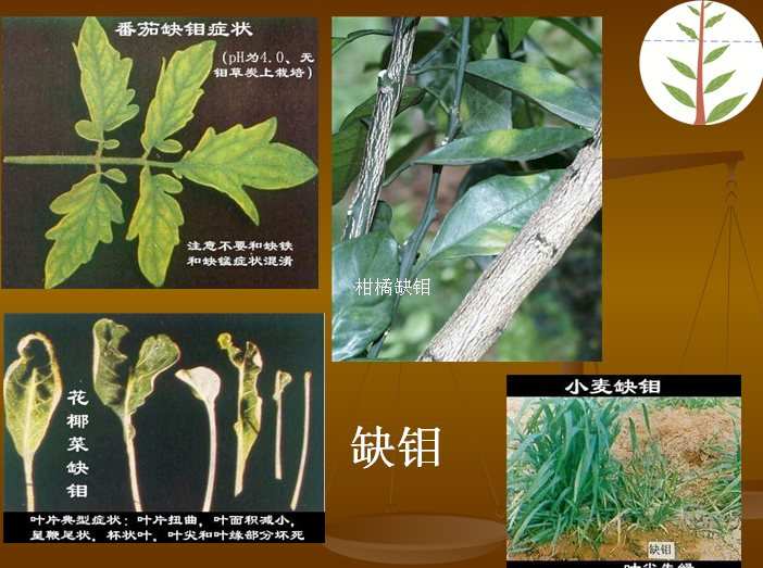 植物硒是什么 如何补