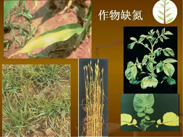 植物硒是什么 如何补