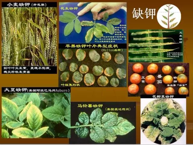 植物硒是什么 如何补