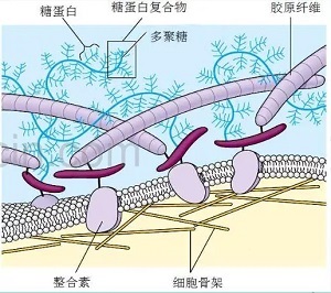 补硒可以提高白细胞么